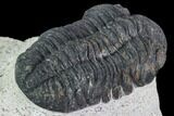 Bargain, Austerops Trilobite - Visible Eye Facets #106039-2